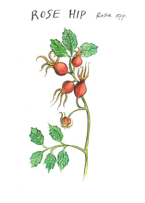 "Rosehip" by Frances Cannon
