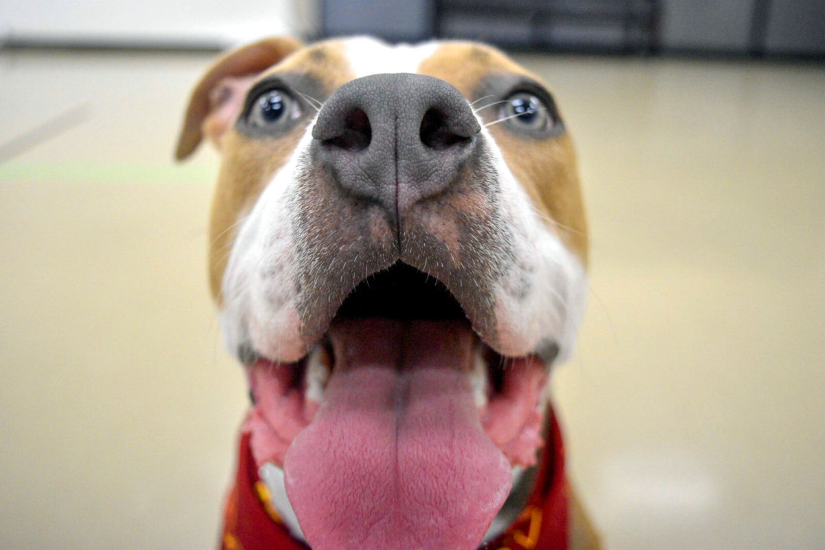 ARL holds a pet adoption special, asks for hot dogs, canned pumpkin ...