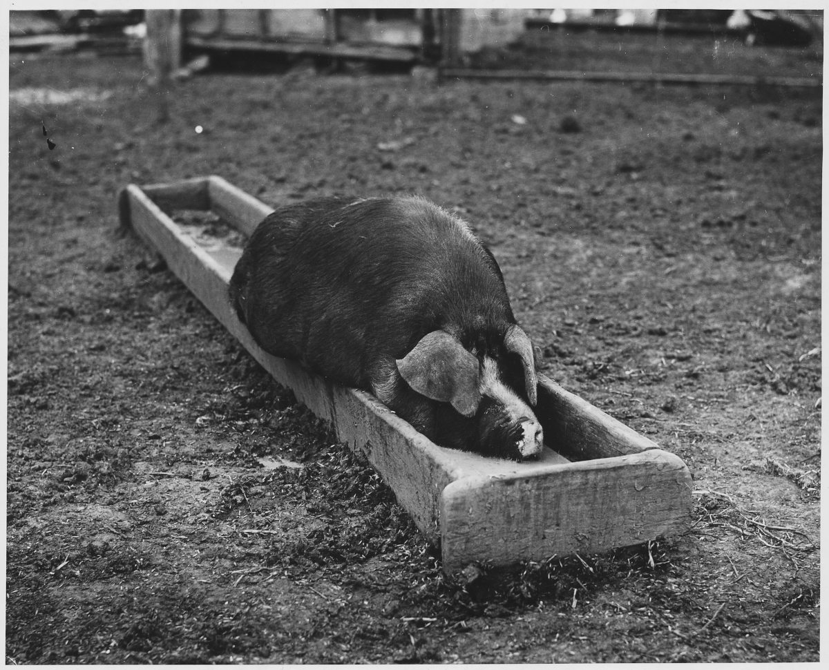 Lifting a heavy hog led to 68 years of hiccups for one long-suffering Iowan