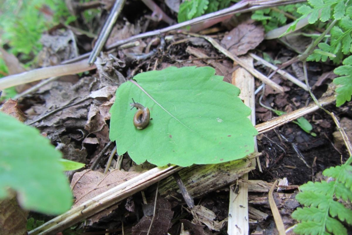 The tiny Iowa Pleistocene Snail has survived millennia in the Driftless Area